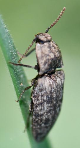 Réf. 253 669 : Agrypnus murinus